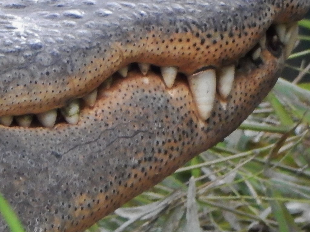 Alligator Teeth Michael Coghlan Flickr