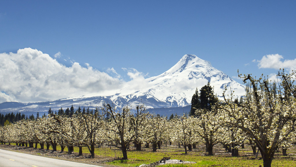 Hood River Valley Orchards, Oregon Apple trees starting to… Flickr