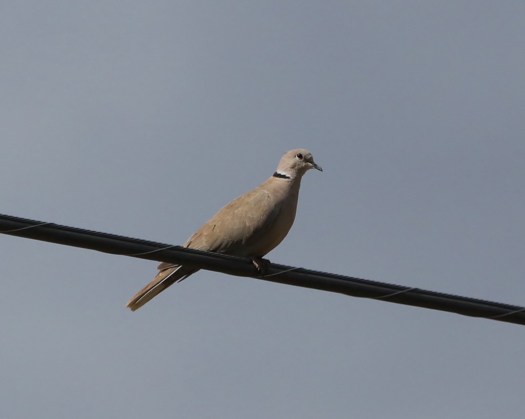 Collared Dove Eileen Briggs Flickr