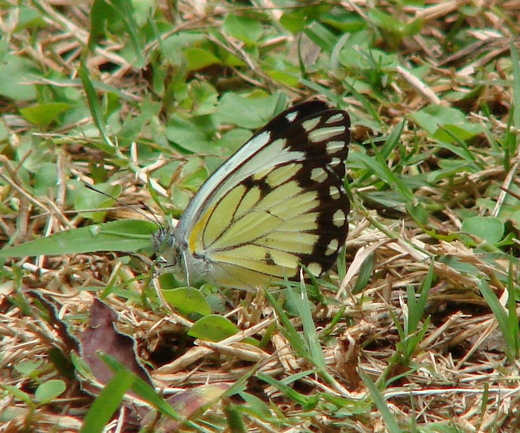 Butterfly Mandara, Harare, Zimbabwe. Seen in the garden. S… Flickr