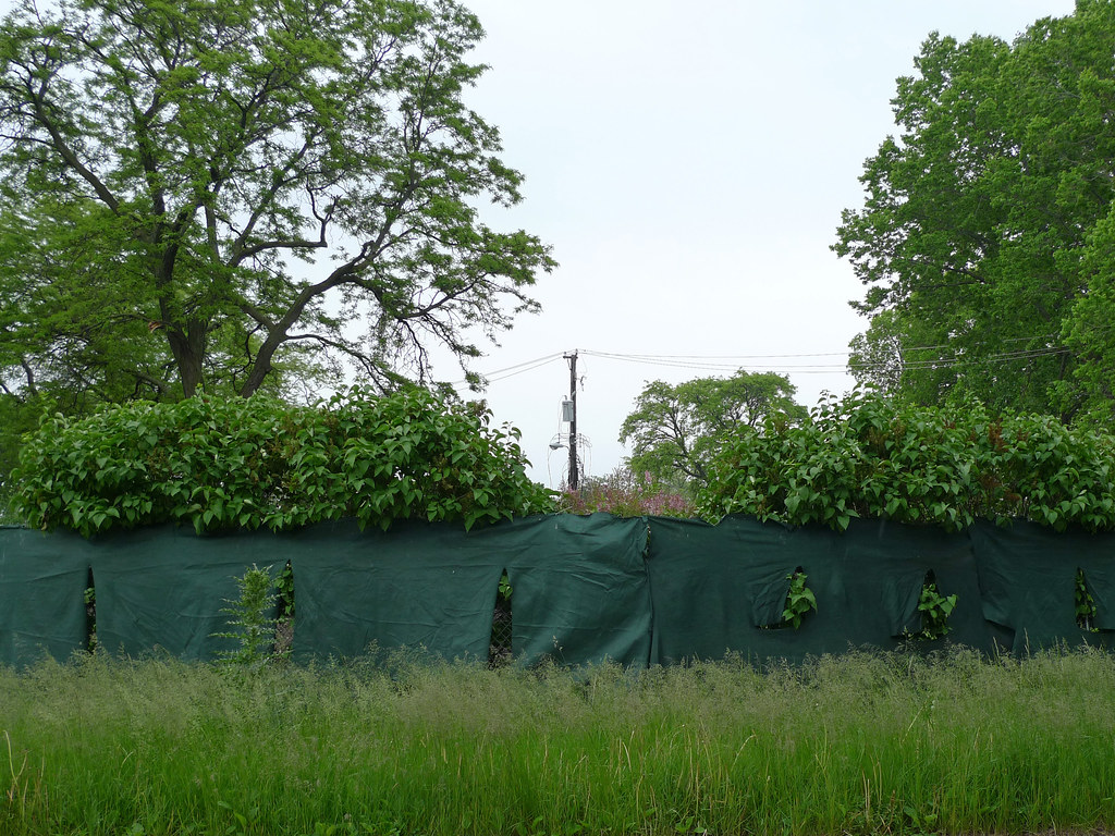 Chicago Housing Authority's Plan for Transformation (forme… Flickr