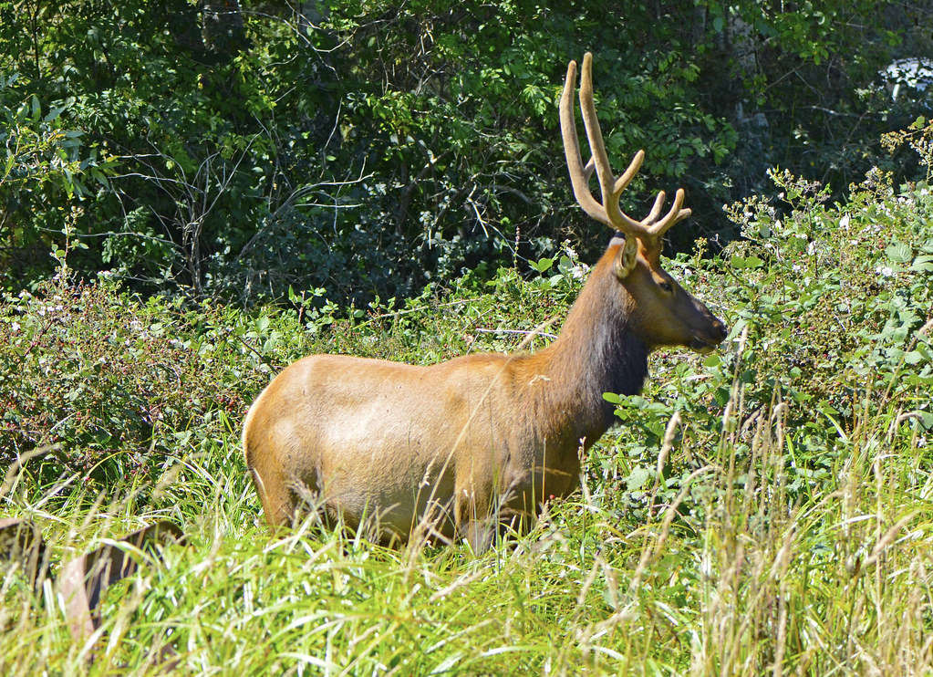 Wild Elk, California, 2016 A wild elk in northern Californ… Flickr