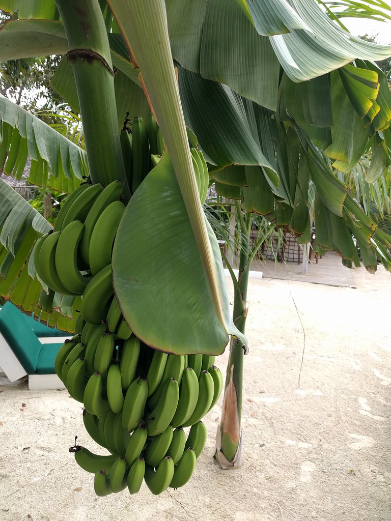 Fruits of Antigua West Indies Antigua West Indies Flickr