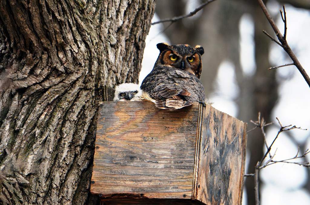 Owl Great Horned Owl, Minnesota, Ramsey County St. Antho… Flickr