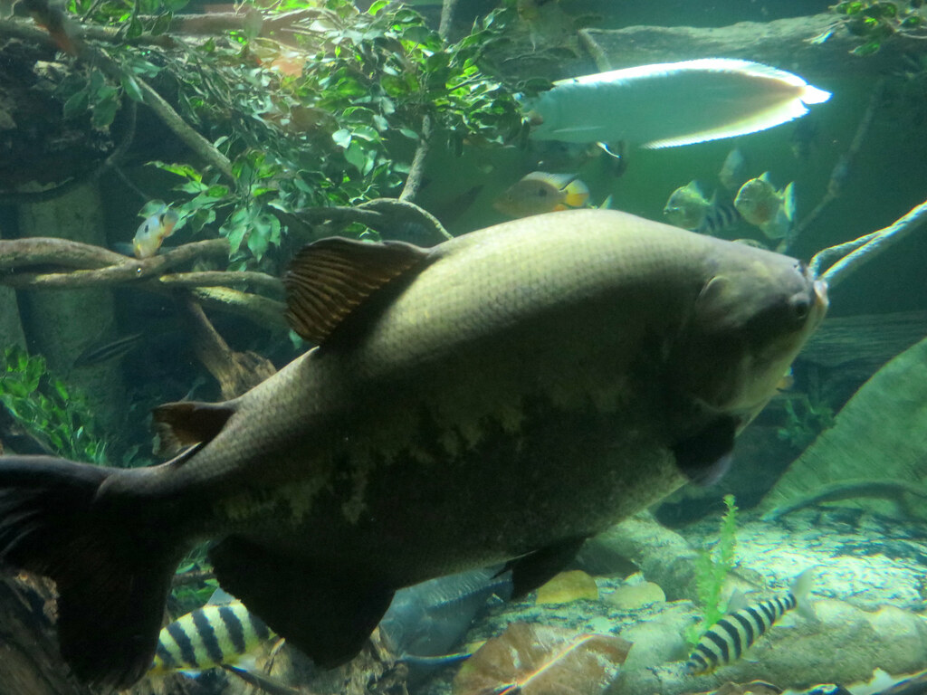 Pacu Eden, Janine and Jim Flickr