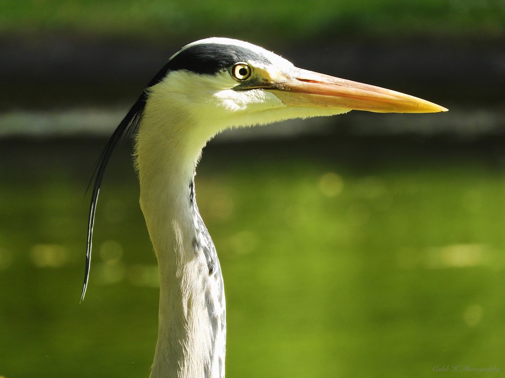 34781037075_f791c868a4_b White Heron Regents Answer Key