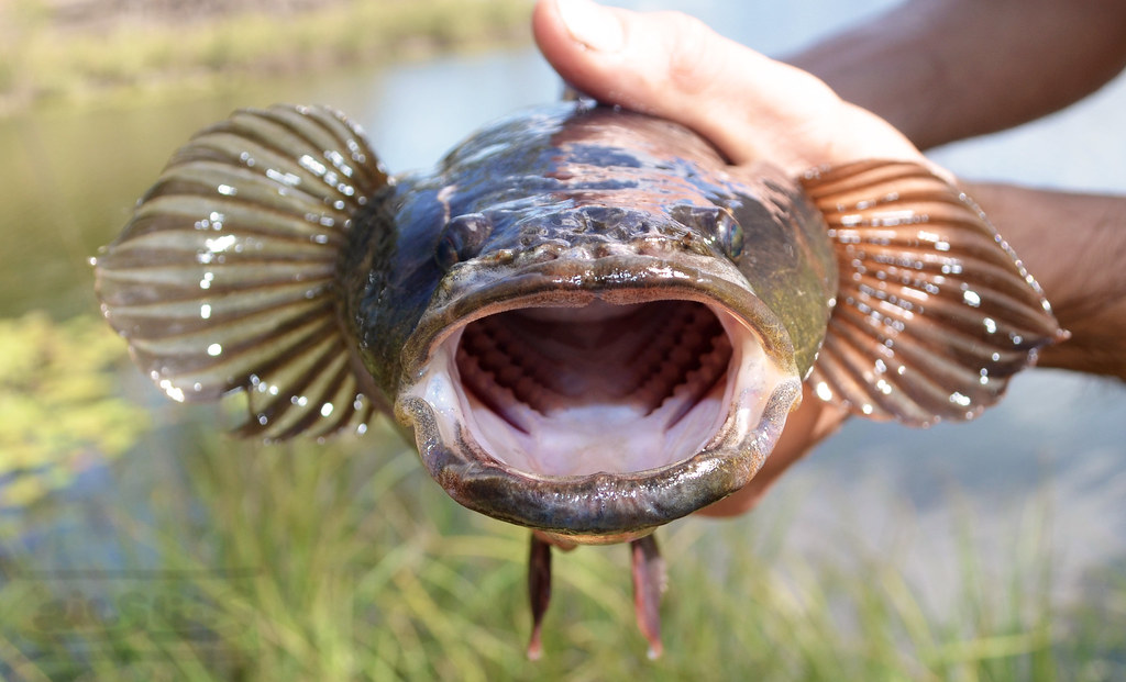 Fishing Sleepy cod, photographed on the Burdekin River, No… Flickr