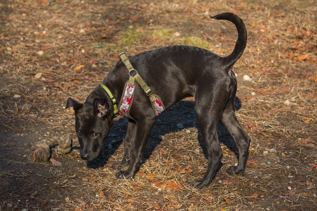 Johnston Town Dog Park III Flickr