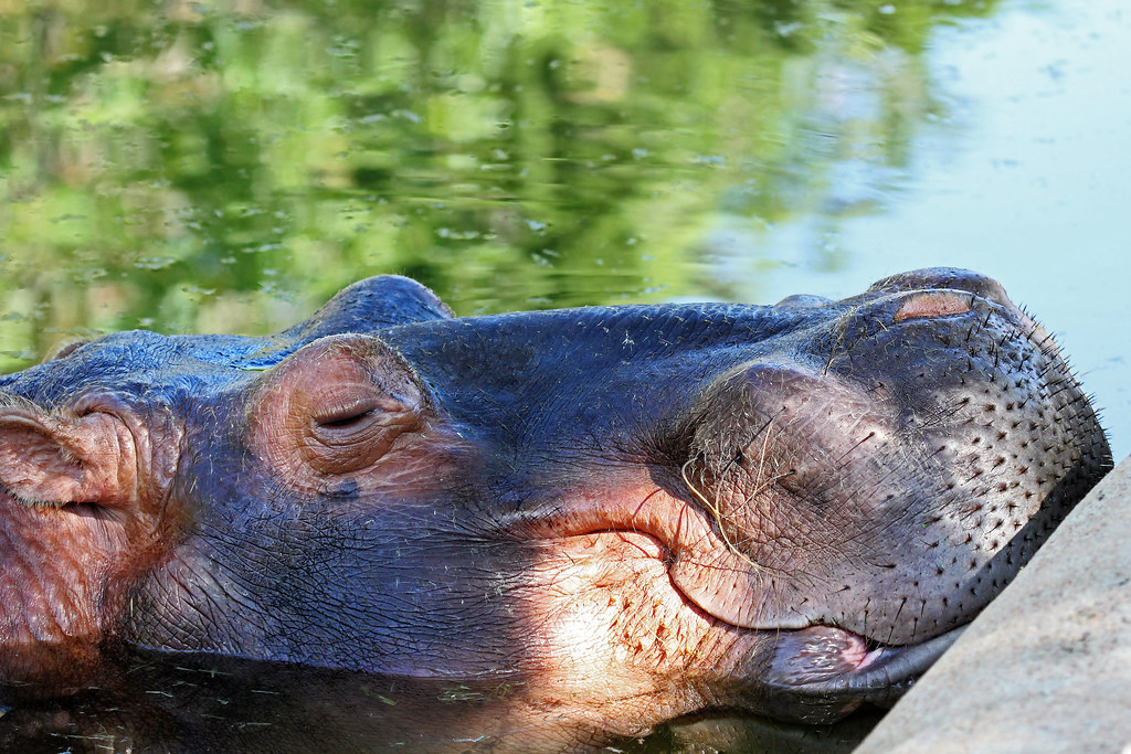 "Sweet Dreams" This River Hippopotamus (Hippopotamus amphi… Flickr
