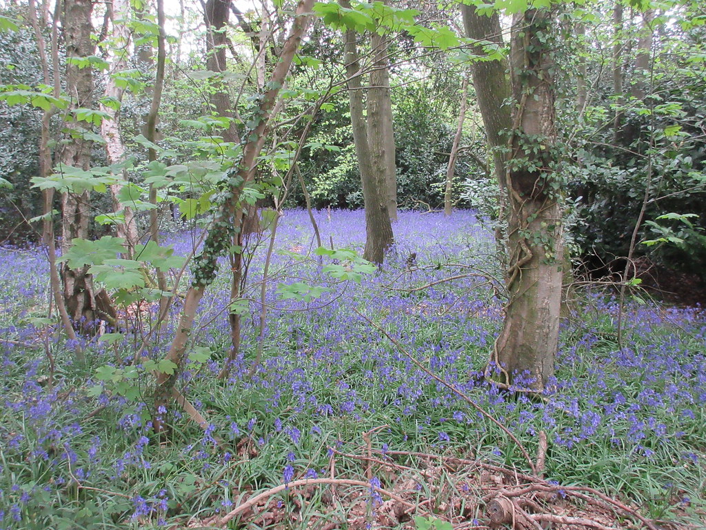 Bluebells in Lower Kingswood, Surrey Lower Kingswood, Surr… Flickr