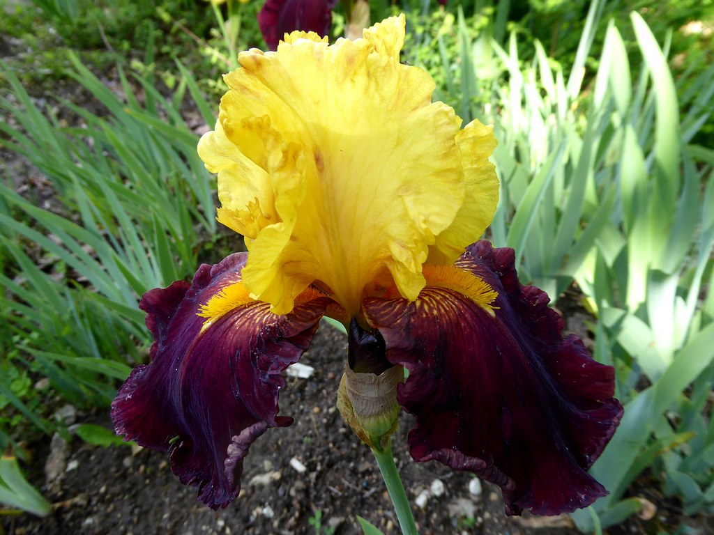 La vallée des iris Parc floral d'OrléanslaSource (Loir… Flickr