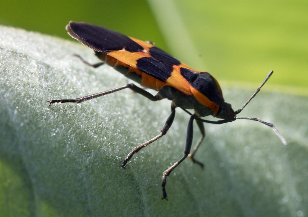 milkweed bug beetle insect orange black milkweed bug beetl… Flickr