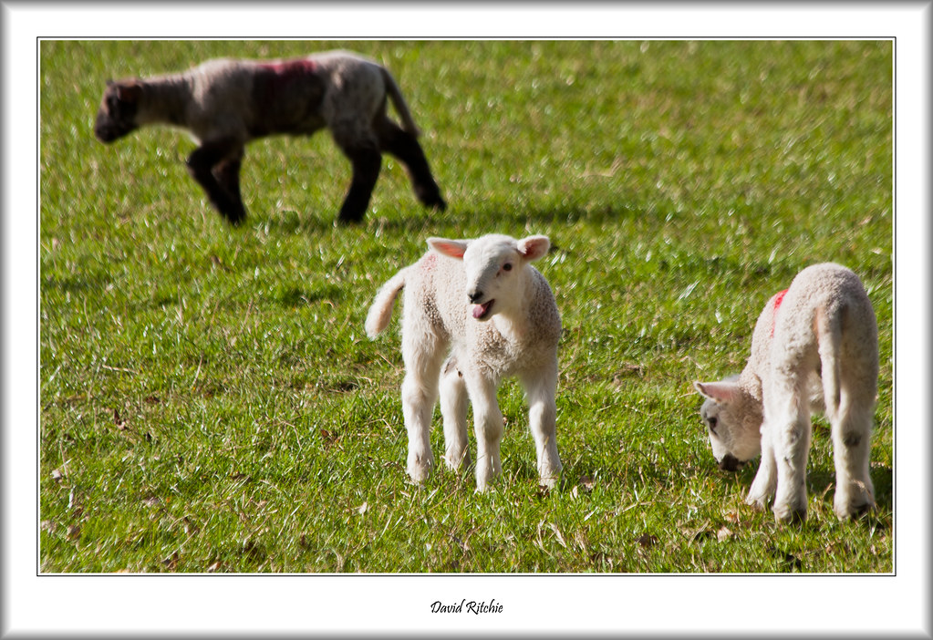 Bleating Lamb A young Lamb bleating for its mother. flatfoot471