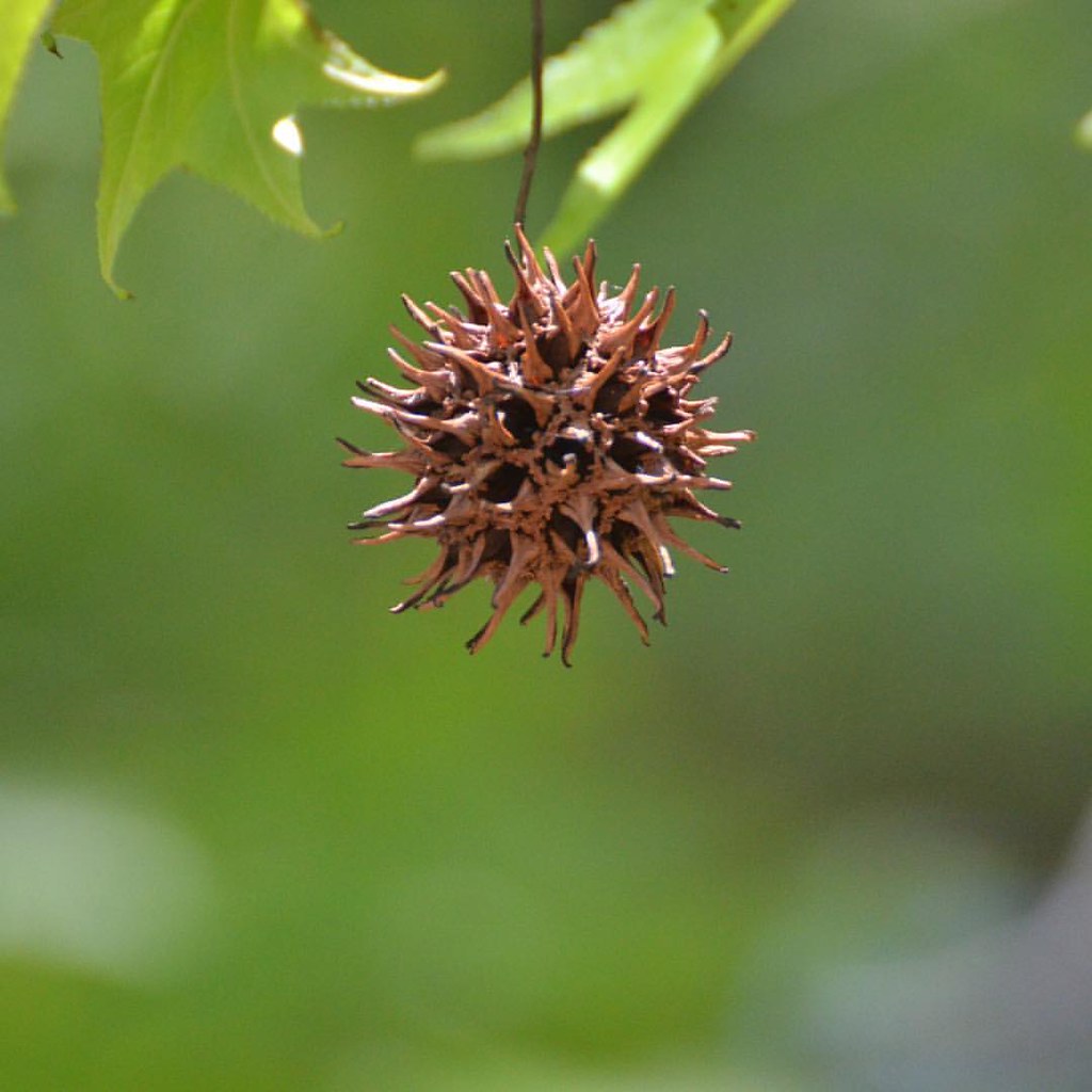 モミジバフウ（紅葉葉楓）の実 A nut of American Sweetgum Good morning. おは… Flickr