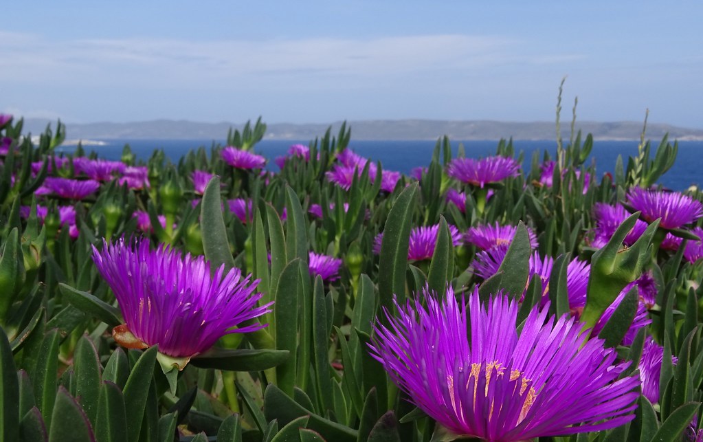 Flowers in front of the Aegean sea Mount Sounio, Athens (G… Flickr