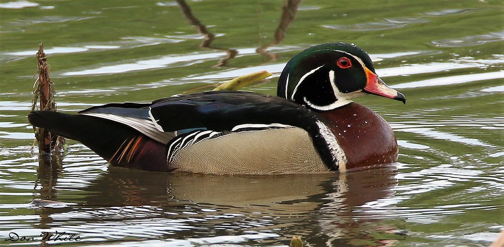 wood drake Wood drake looking good. Wildwood Lake, Harrisb… Flickr
