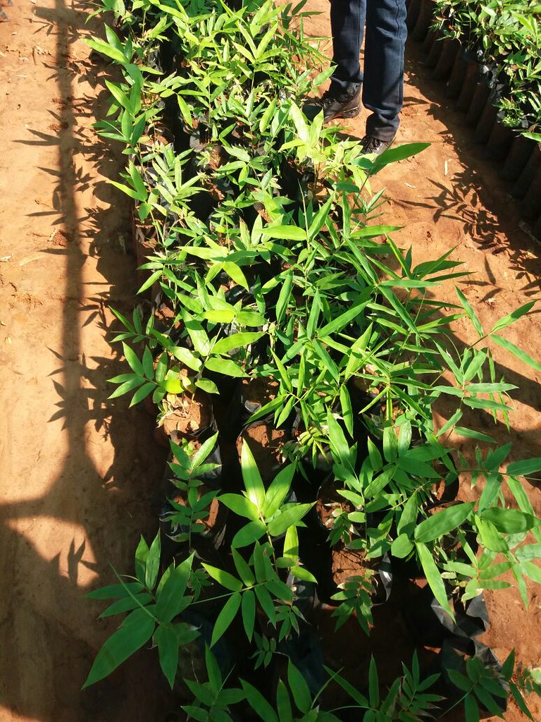 apc_bamboo_kenya AFrica Plantation Capital. May 12th 2017… Flickr