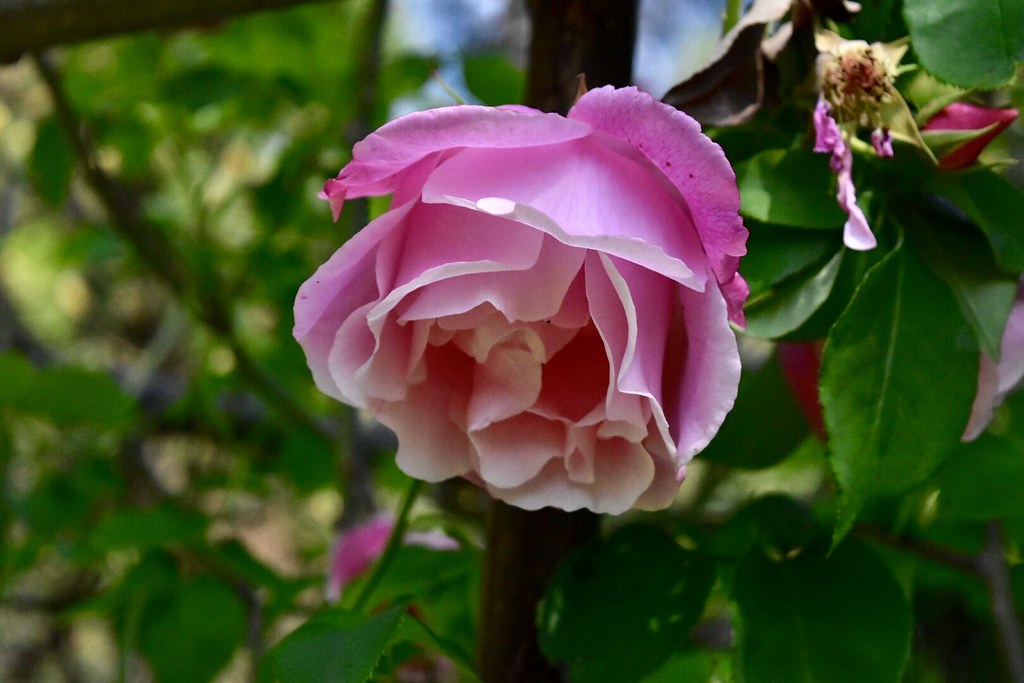 Heller Garden Rose Andrea Martini Flickr