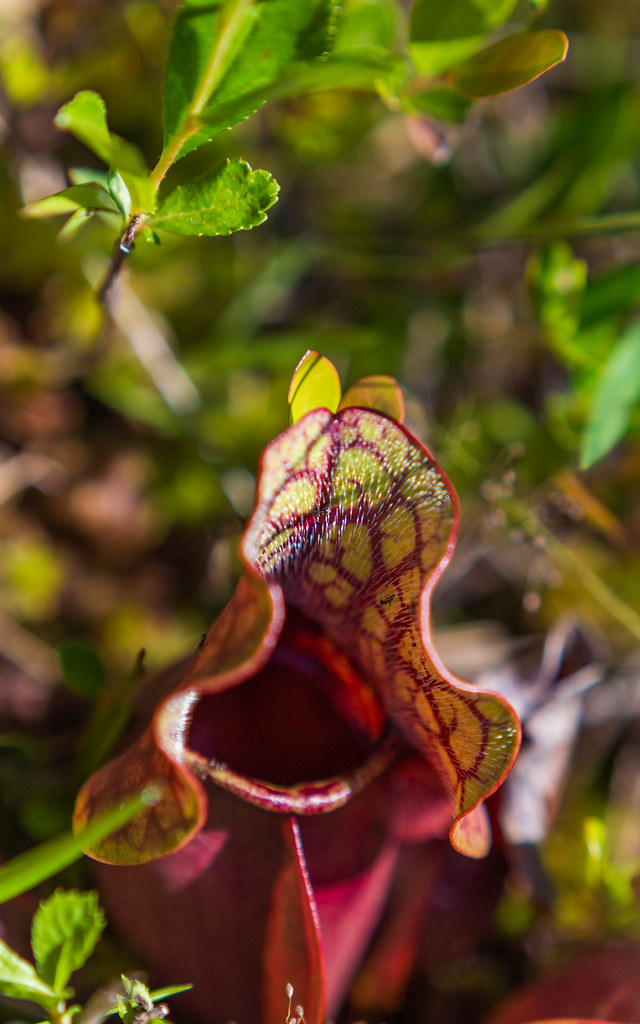 Stanley Rehder Carnivorous Plant Garden Wilmington, NC Flickr