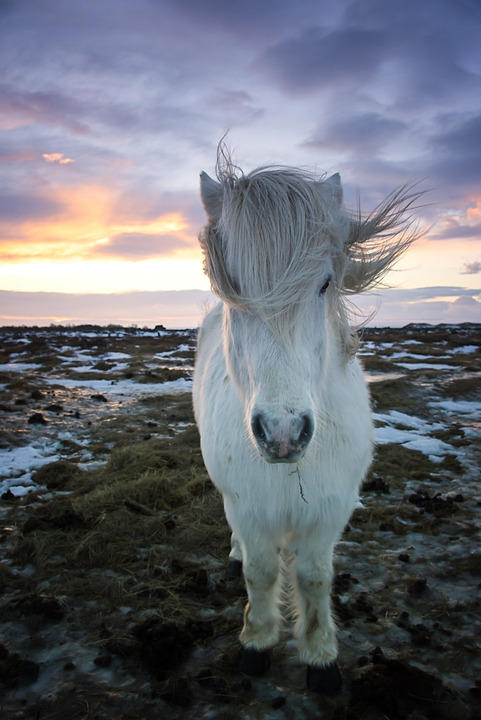 Nordic Horse Ali Flickr