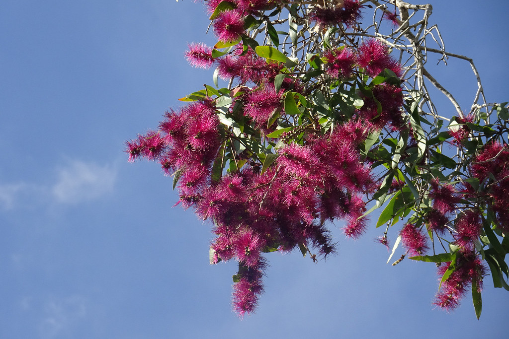 Pink "Bottle brush" flowers Street tree in Brisbane. Ident… Flickr
