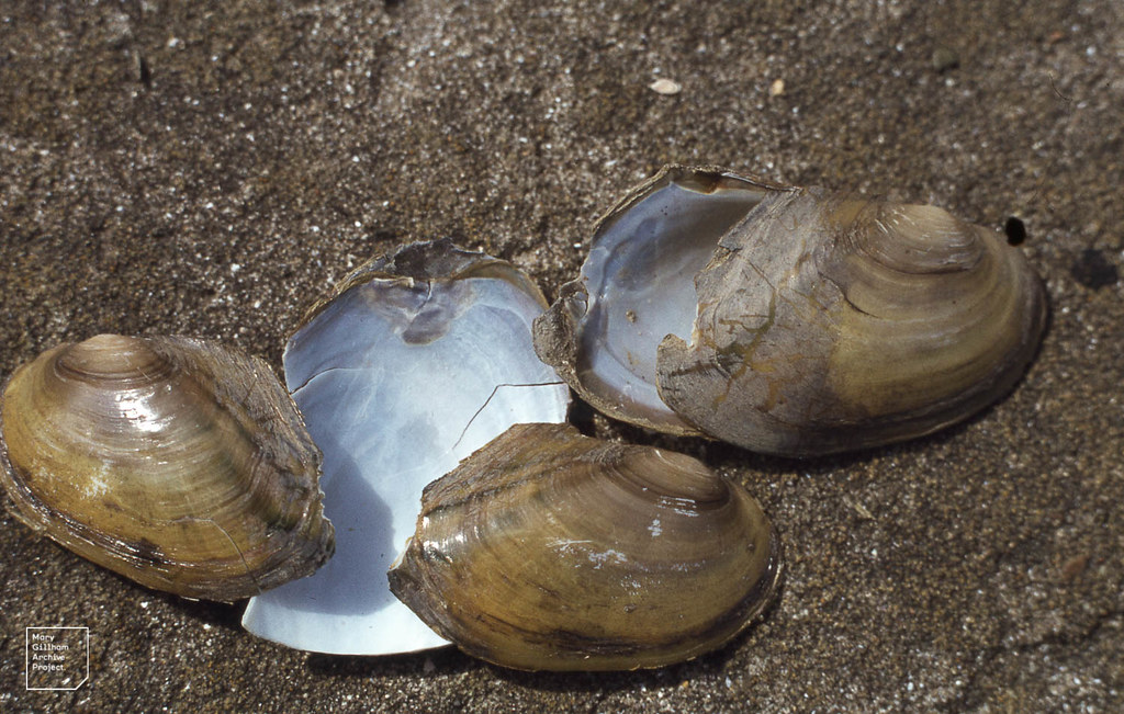 Cosmeston swan mussels nibbled by voles. 25th March 1979 Flickr