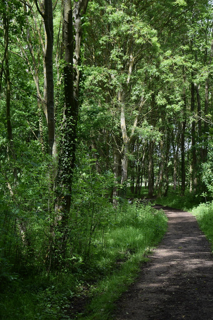 P 23 Rooks Nest Wood May 20th 2017 Wokingham Berks vic Gardener