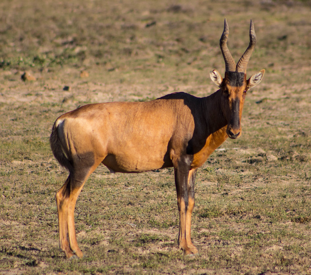 Red Hartebees a photo on Flickriver