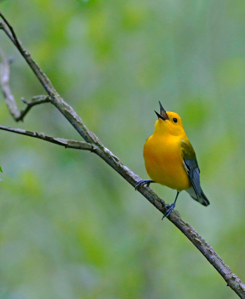 Prothonotary Warbler Lehigh Co, P.a. Frank Flickr