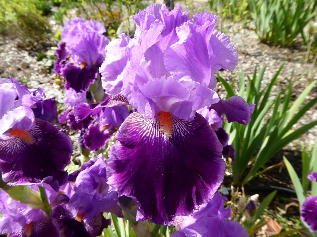 La vallée des iris Parc floral d'OrléanslaSource (Loir… Flickr