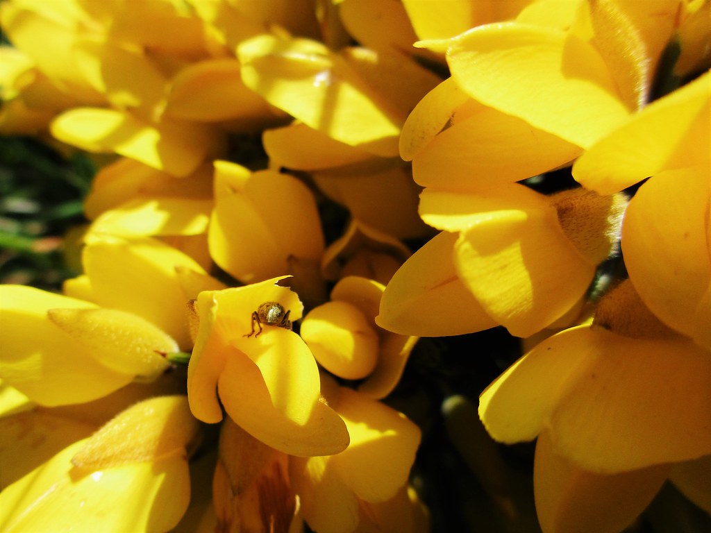 May Gorse I noticed this tiny gold coloured bug (possibly … Flickr