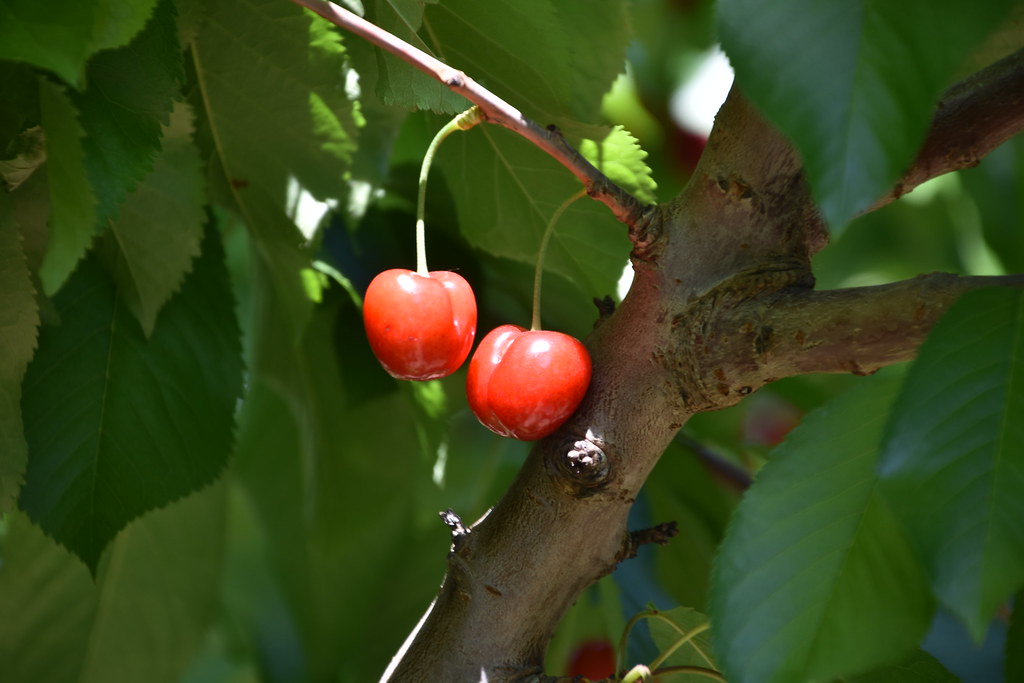 Cherry picking 2017 Cherry picking at Brentwood, CA May 20… raja