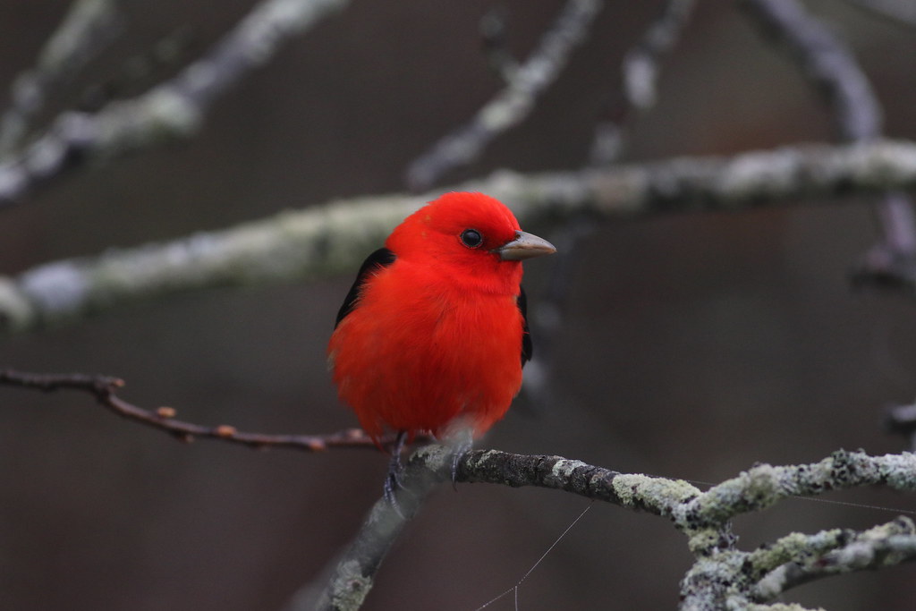 Scarlet Tanager Pond Cove Taken in Cape Elizabeth, ME Flickr