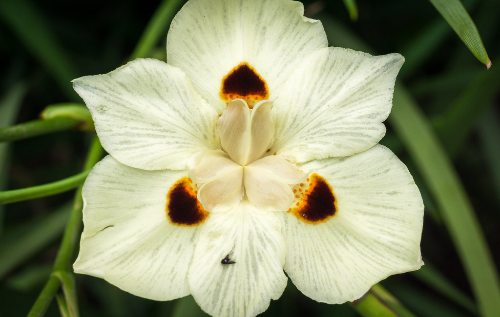 Black Spots Yellowish flower with black spots. Not quite s… Flickr