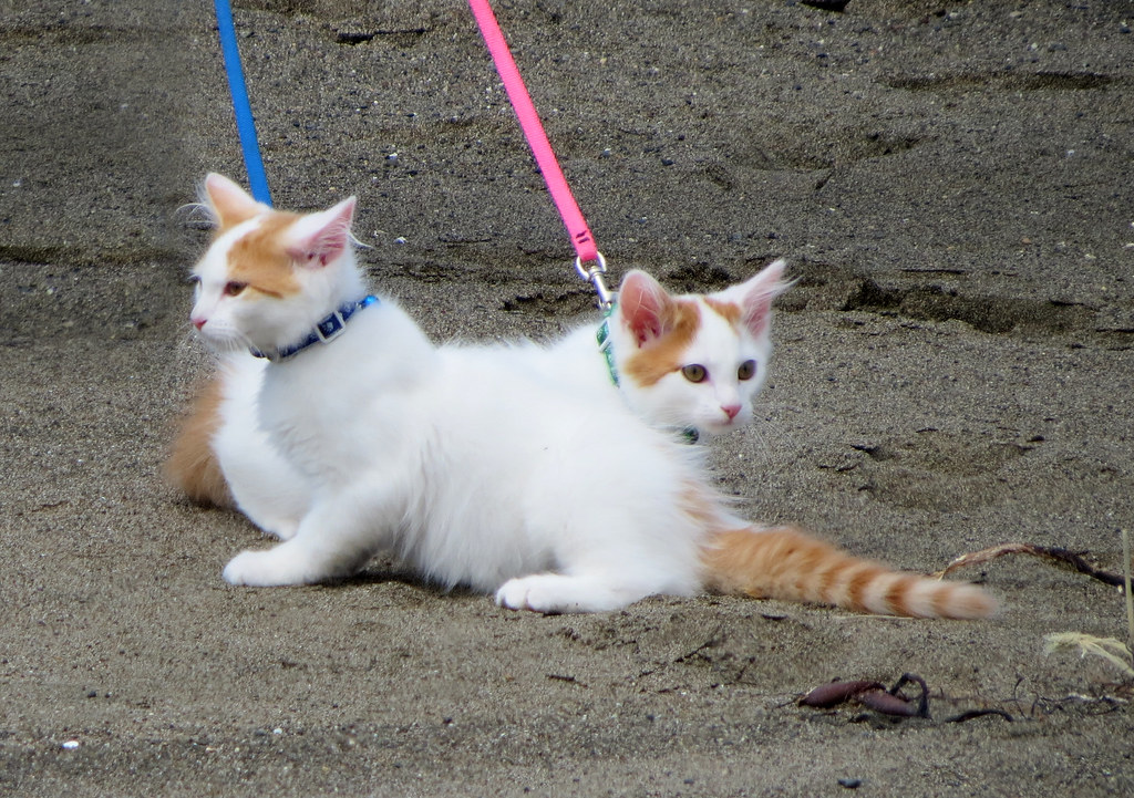 kittens on leashes Mila Zinkova Flickr