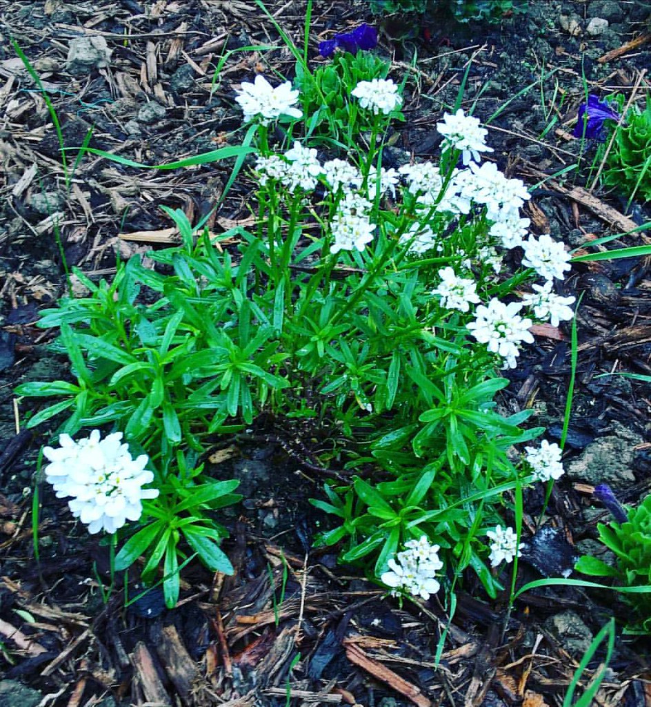 Not quite the RHS but the candytuft is starting to cover s… Flickr