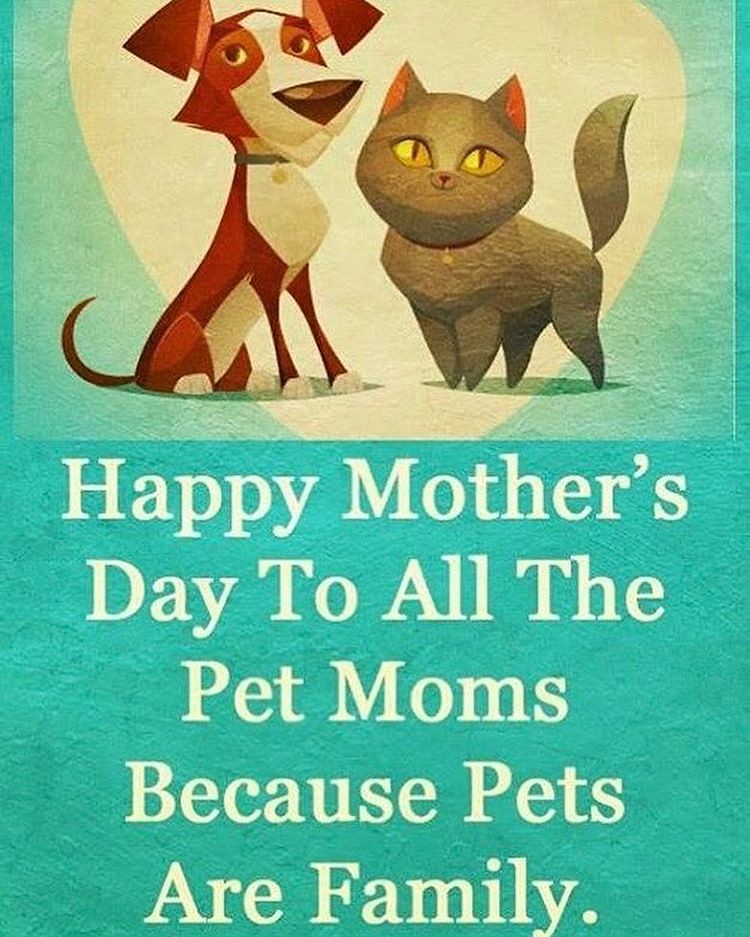 ️Happy Mothers Day to all the Moms of the 4 Legged Babies… Flickr