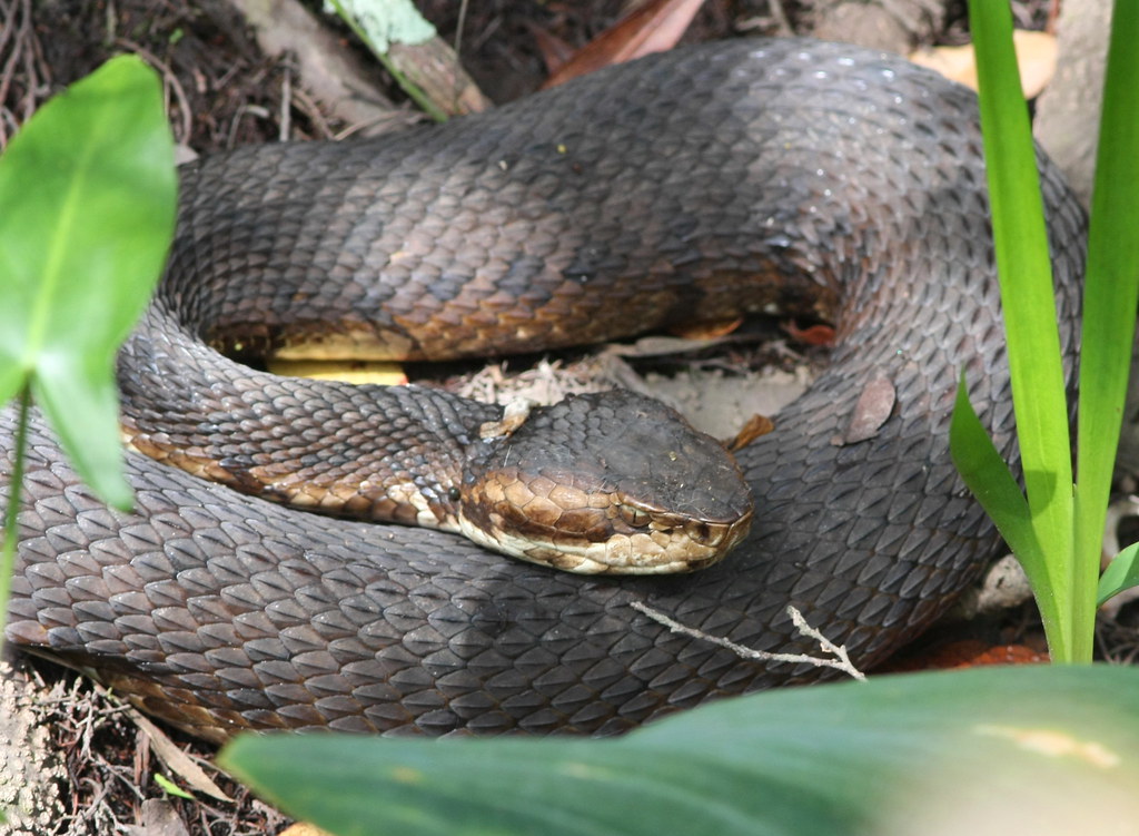 Large Water Moccasin Seen from Turkey Creekwalk BoggyBayou Flickr