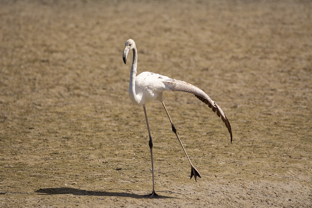 Preflight stretching Malcolm Arouza Flickr