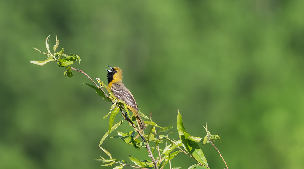 Orchard and Willow "Orchard Orioles are monogamous within … Flickr