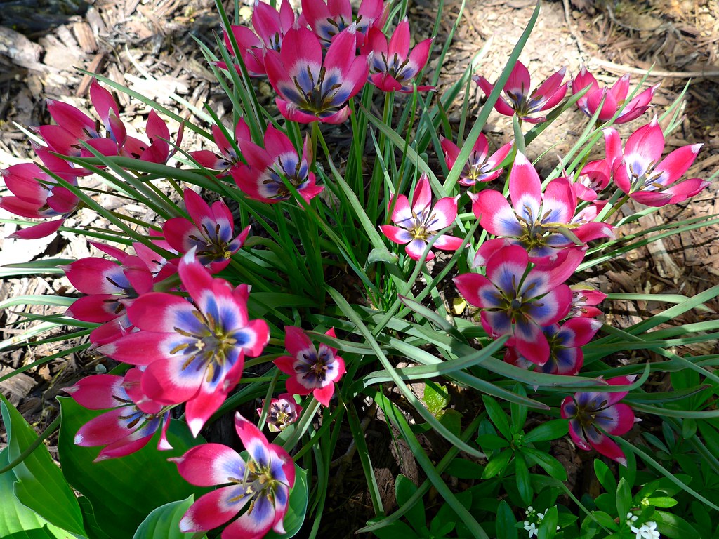 Spring flowers Wild type of "naturalizing" tulips Flickr