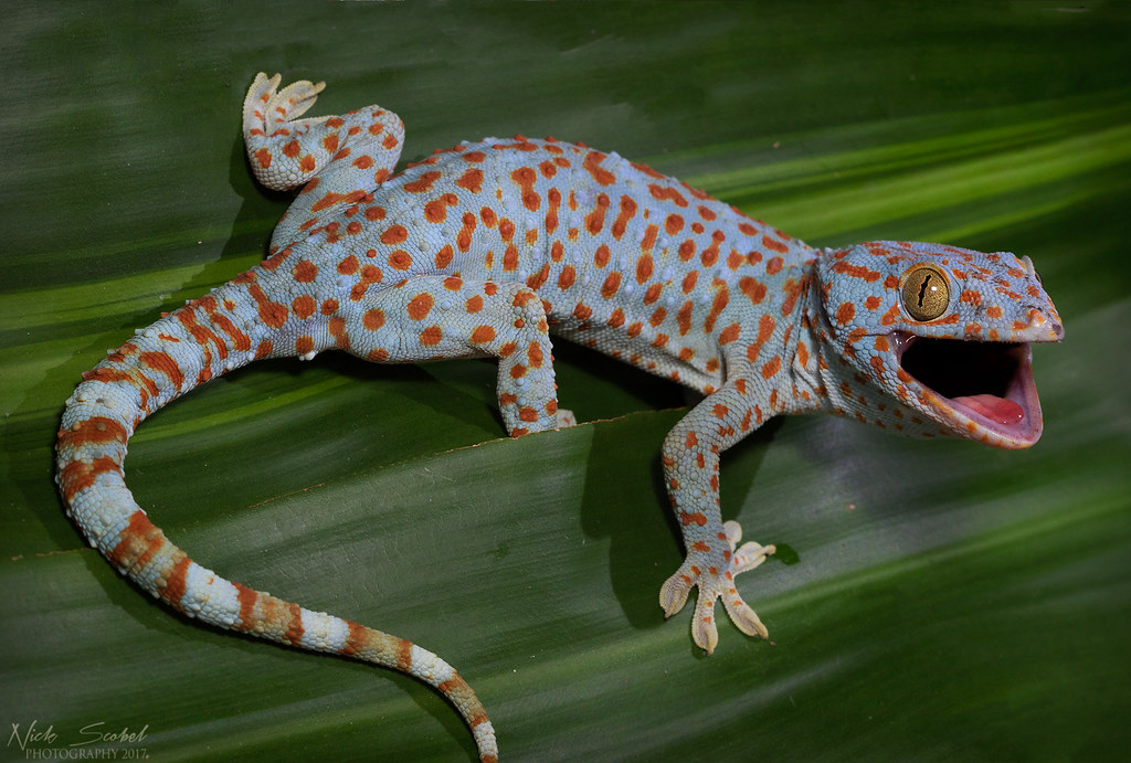Tokay Gecko Gekko gecko A large adult from suburban
