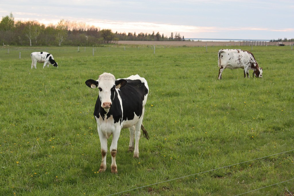 Lower Bedeque Pei at Joan Boyd blog
