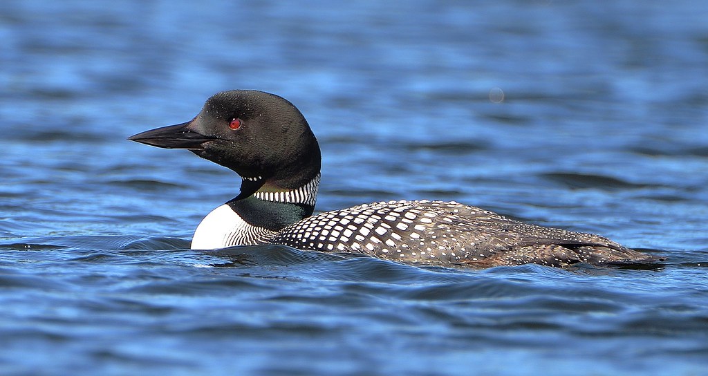 Common Loon Kidney Pond (Baxter State Park, Maine) Ryan Grennan