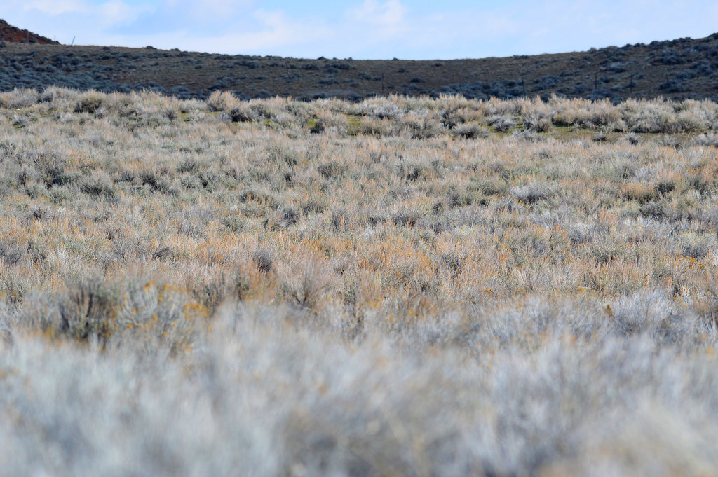 Sagebrush landscape A sagebrush landscape at Wind River Re… Flickr