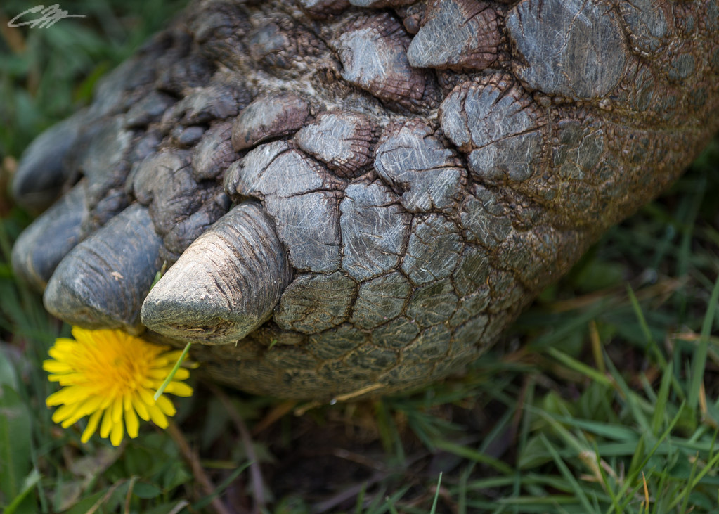 Tortoise about to crush a dandelion. Craig Markert Flickr