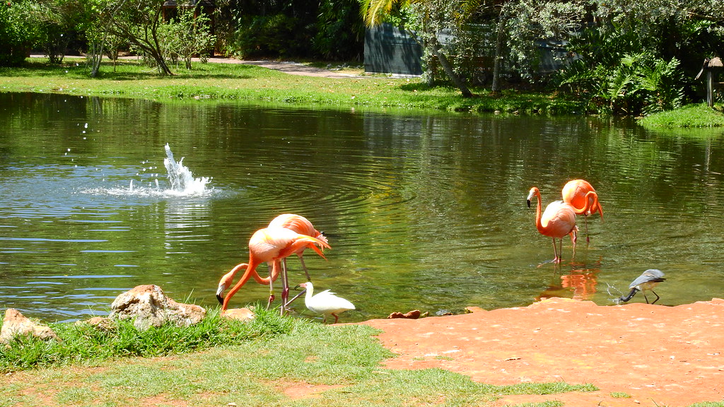 Sarasota Jungle Gardens Flamingo Sarasota, Florida April 2… Flickr