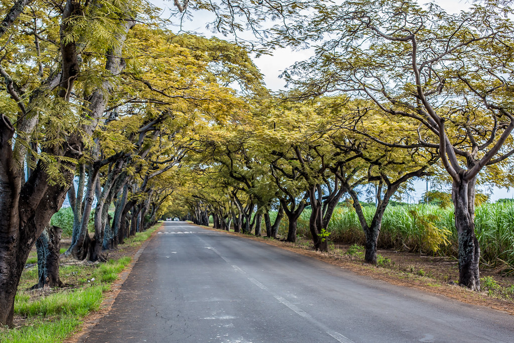 Rivière Noire District, Mauritius Uptown & Boogie Healthy Project
