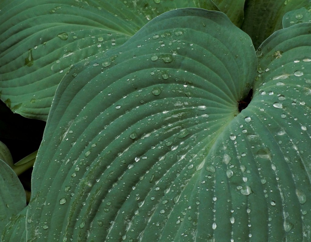 Land of Many Rivers Life force draws close Paths, like us,… Flickr