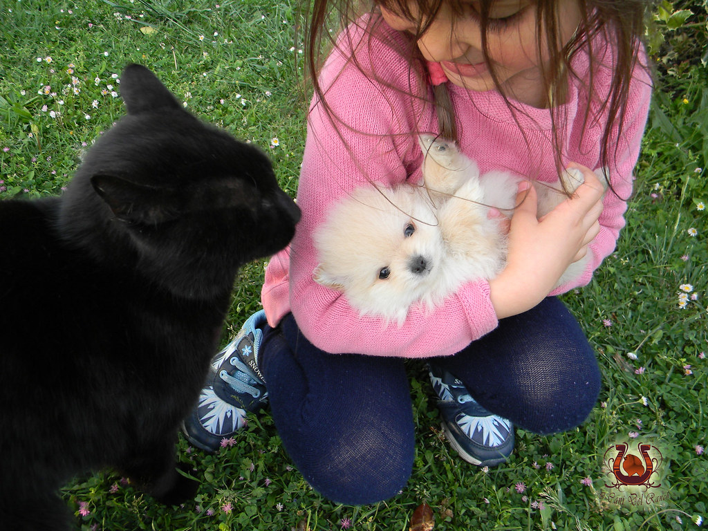 Adorable Pomerania Volpino Nero l2sanpiero